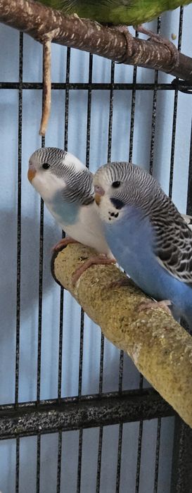 Papuga Papugi Falista mloda oswojona