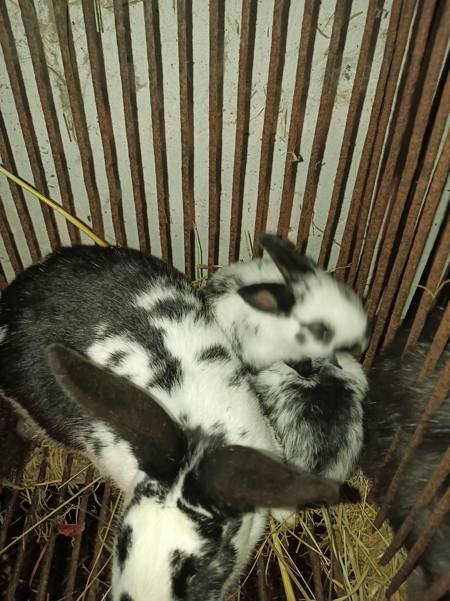 Продаються різного віку кролі