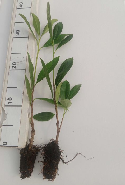 Laurowiśnia wschodnia ‘Caucasica’ multipaleta sadzonki 20-40 cm