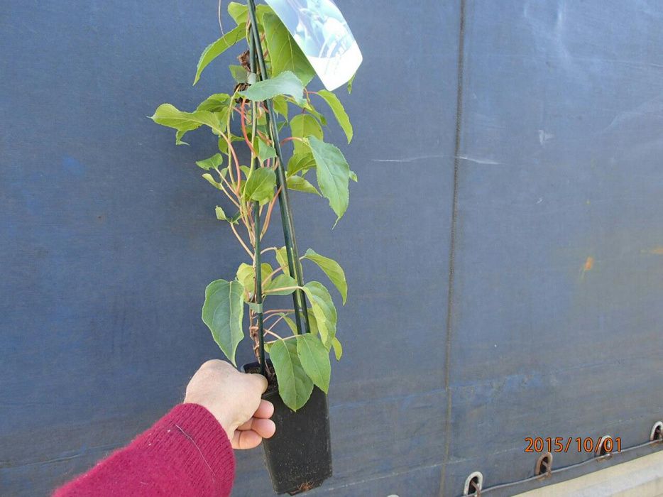 Kiwi-aktinidia ostrolistna 80 cm imrozoodporna - do gruntu