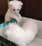 Отдам котят в хорошие руки