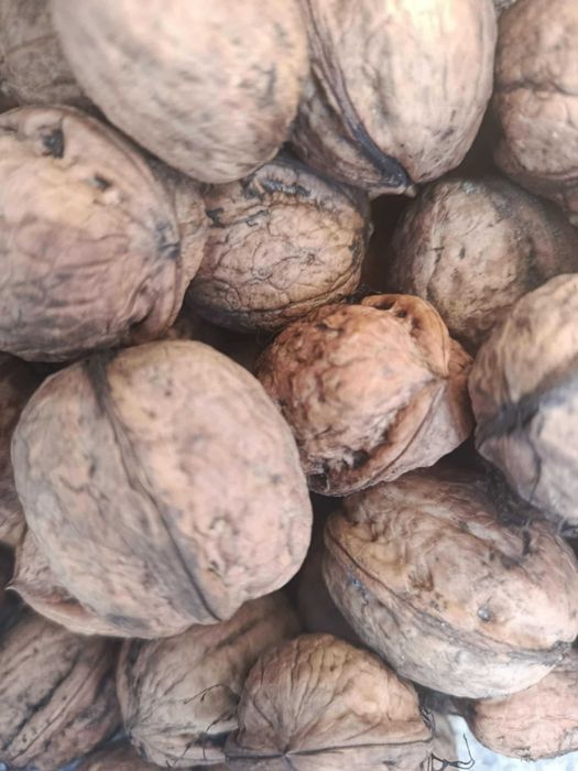 Orzechy włoskie, z tego roku