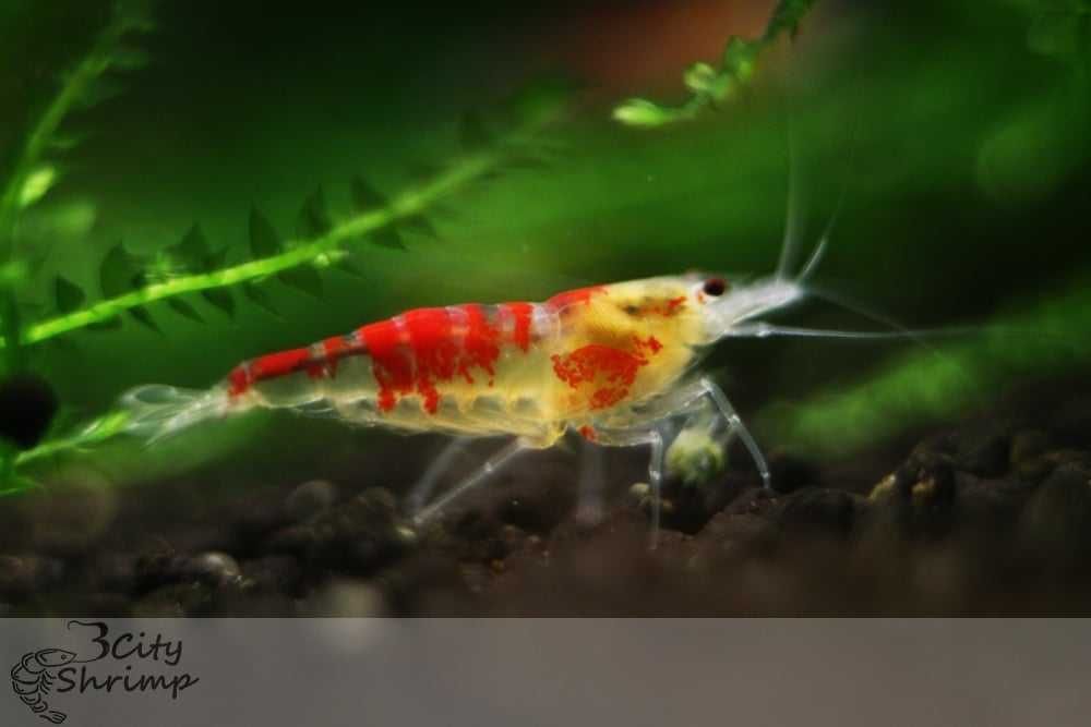 Krewetki calceo od 3 city shrimp