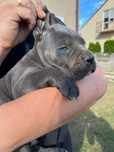 Cane Corso Mocny Pies