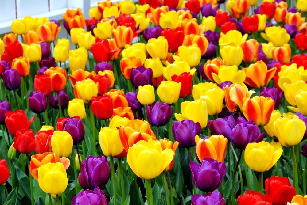 Cebulki TULIPANÓW  Tulipan zestaw mix mieszanka Tulipany KWIATY