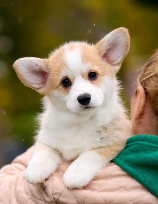 Welsh Corgi Pembroke – suczka FCI gotowa do odbioru (FB Alona Aleant)