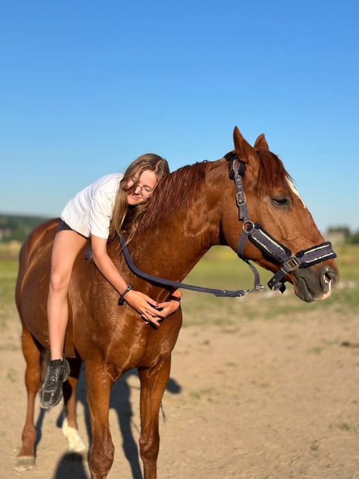Продам коня  мерина, лошадь , конкур