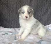 Border Collie suczka blue merle