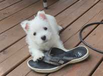West Highland White Terrier