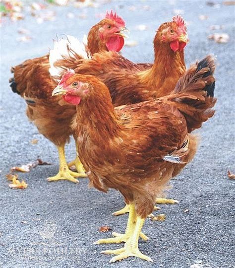 Sprzedam jaja lęgowe Brojler Redbro.