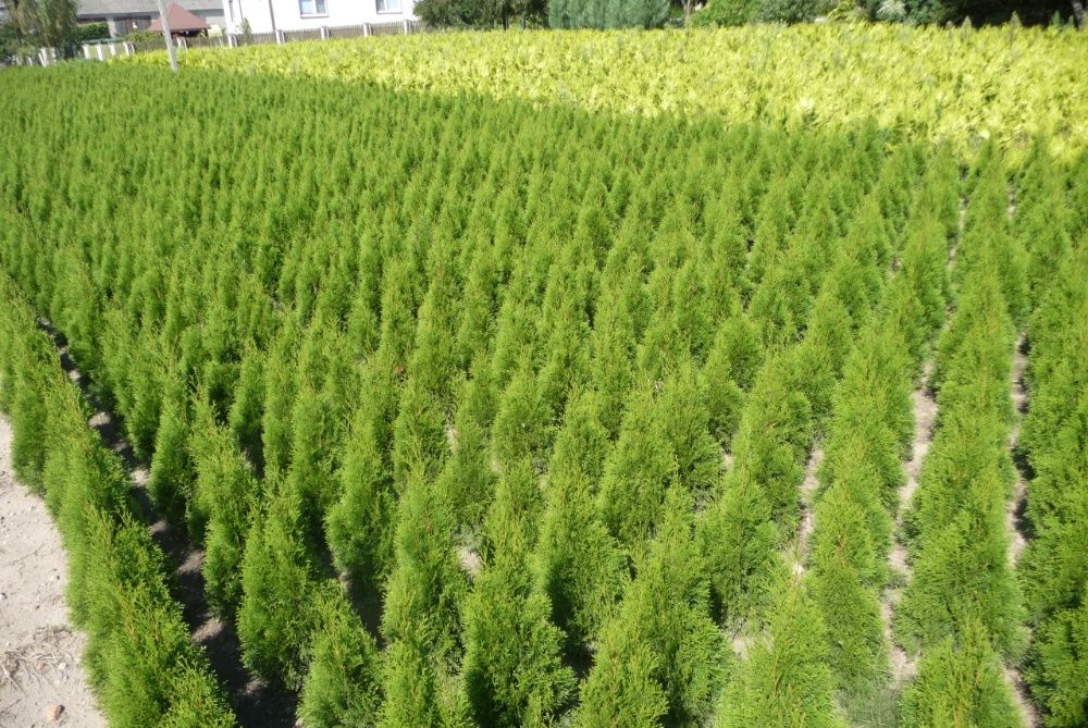 Szmaragd tuja 110cm własna produkcja PROMOCJA 2025