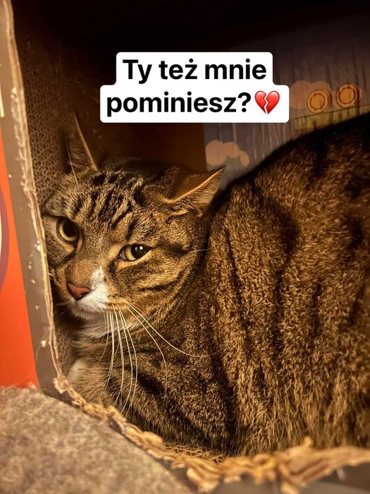 Lenon ok 3 let.pięknie umaszczony kocurek traci nadzieję Koty do adopc
