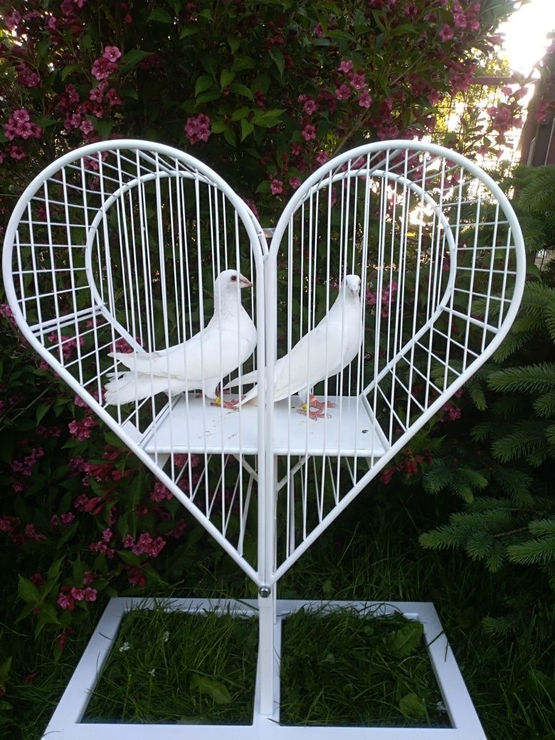Białe gołębie pocztowe na ślub