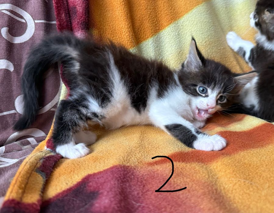 Świąteczny miot Maine Coon – gotowy do odbioru na Boże Narodzenie!