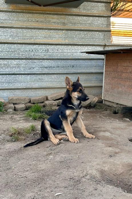 Cachorro de pastor alemão com LOP