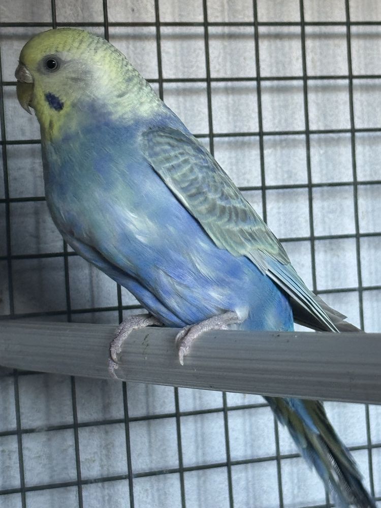 Vendo separadamente ou em lote ,tenho mais aves em outro anuncio