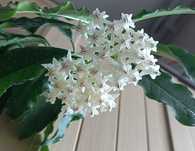 Хойя локкі Hoya lockii