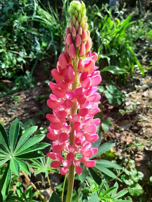 Продам насіння люпіну червоного.