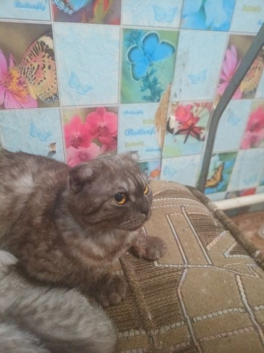 Шотландські чистопородні кошенятка
