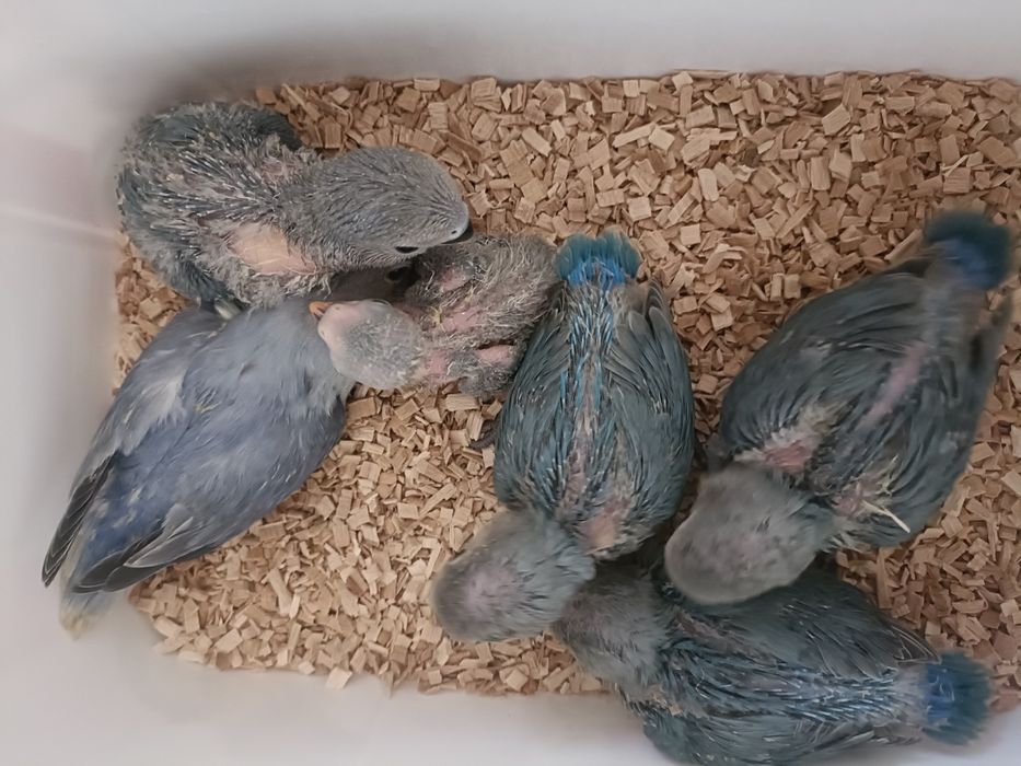 Rosicolis longfeathers para acabar de criar a mao