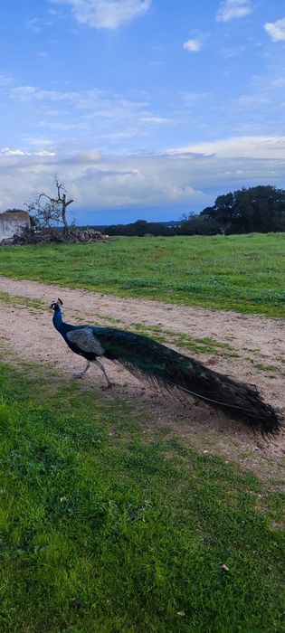 Pavão macho adulto