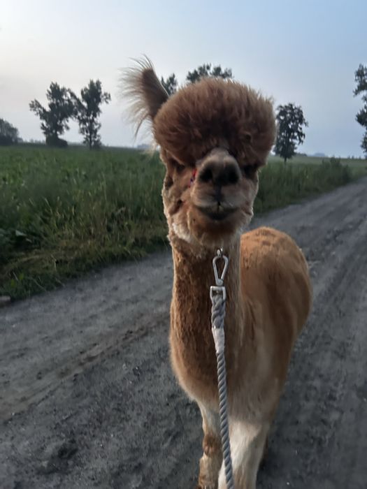 Samiec alpaki Huacaya reproduktor