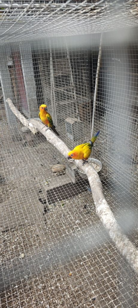 Casal de Aratingas sol 2024