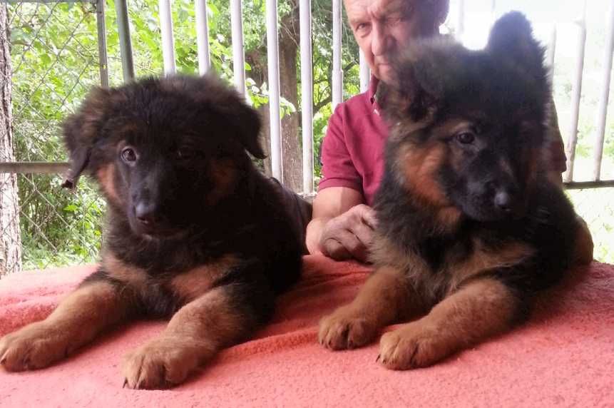 Щенки с документами