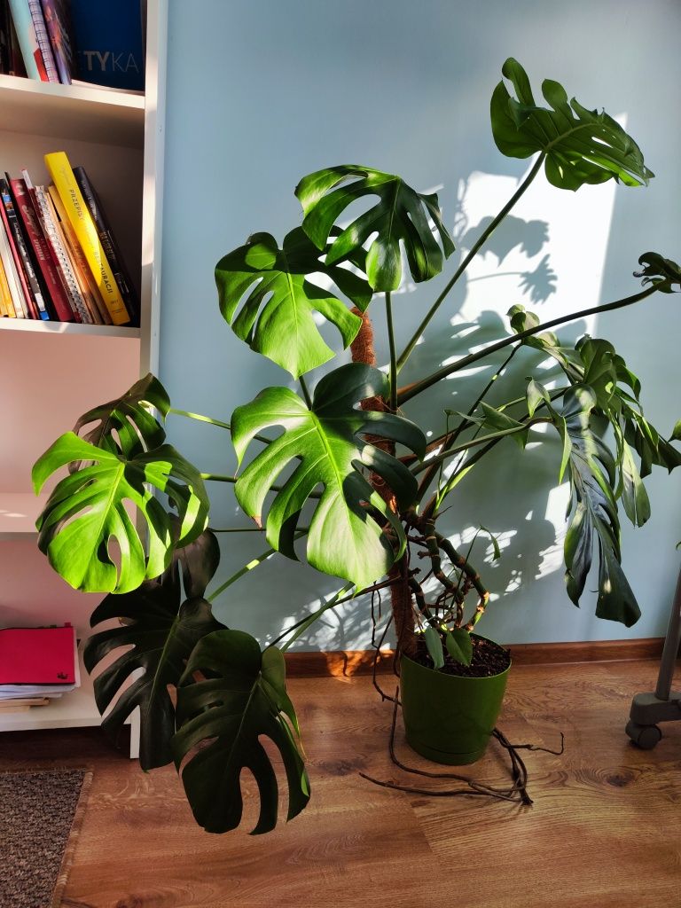 Monstera deliciosa