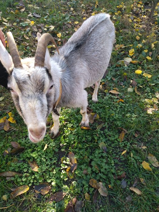 Продам козу в добрі руки