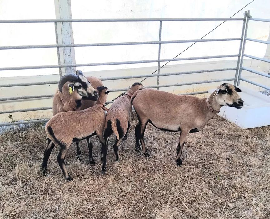 Cabras rara paredense