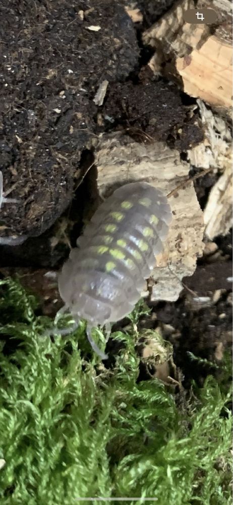 Isopod armadillidium granulatum (bicho da conta)