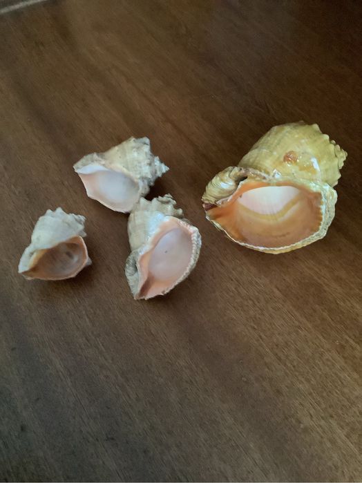 Морские ракушки  и изделия из ракушек