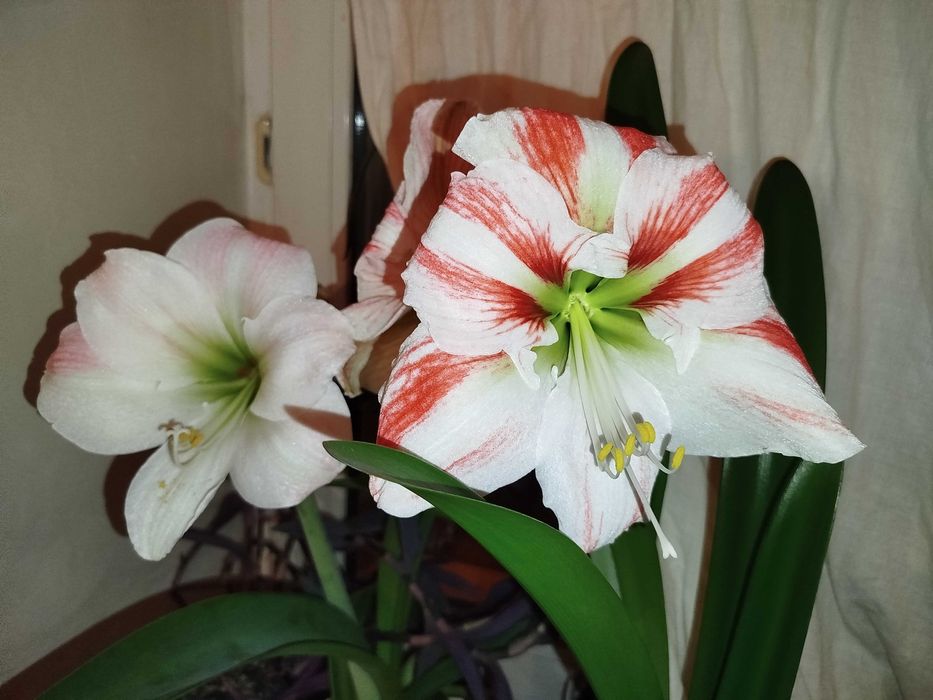 Гиппеаструм Клоун *Clown*, *Apple Blossom* , *Dancing Queen*