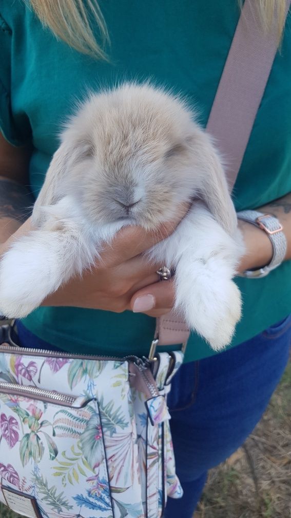 Kit coelhos anoes mini lop(orelhudos) puros e anoes mini holandeses