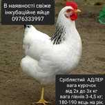 Інкубаційне яйце