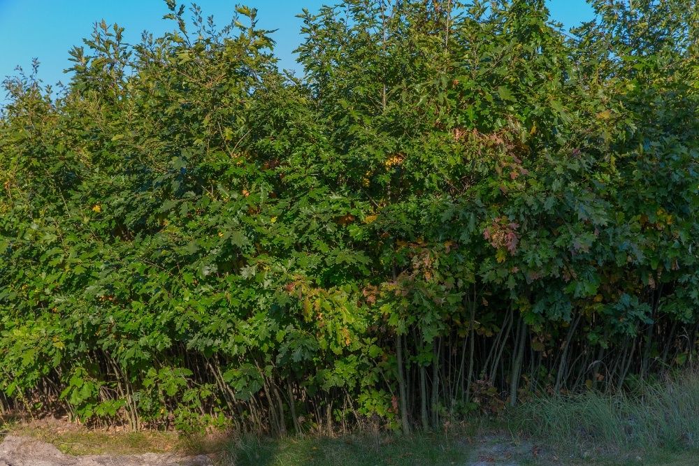 Dąb Czerwony (Quercus Rubra) 90-120 cm, donica 1l