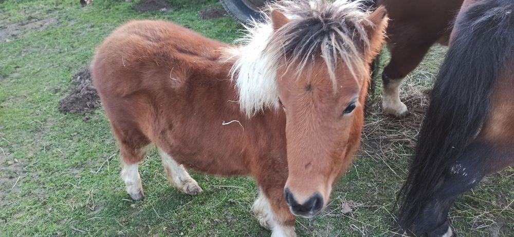 Kucyk szetlandzki. Kobyłka.