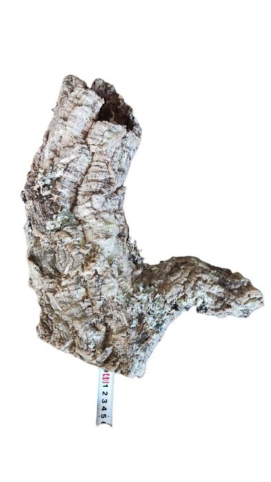 Кора пробкового дерева, декор для террариума, рептилий, птицеедов 40см