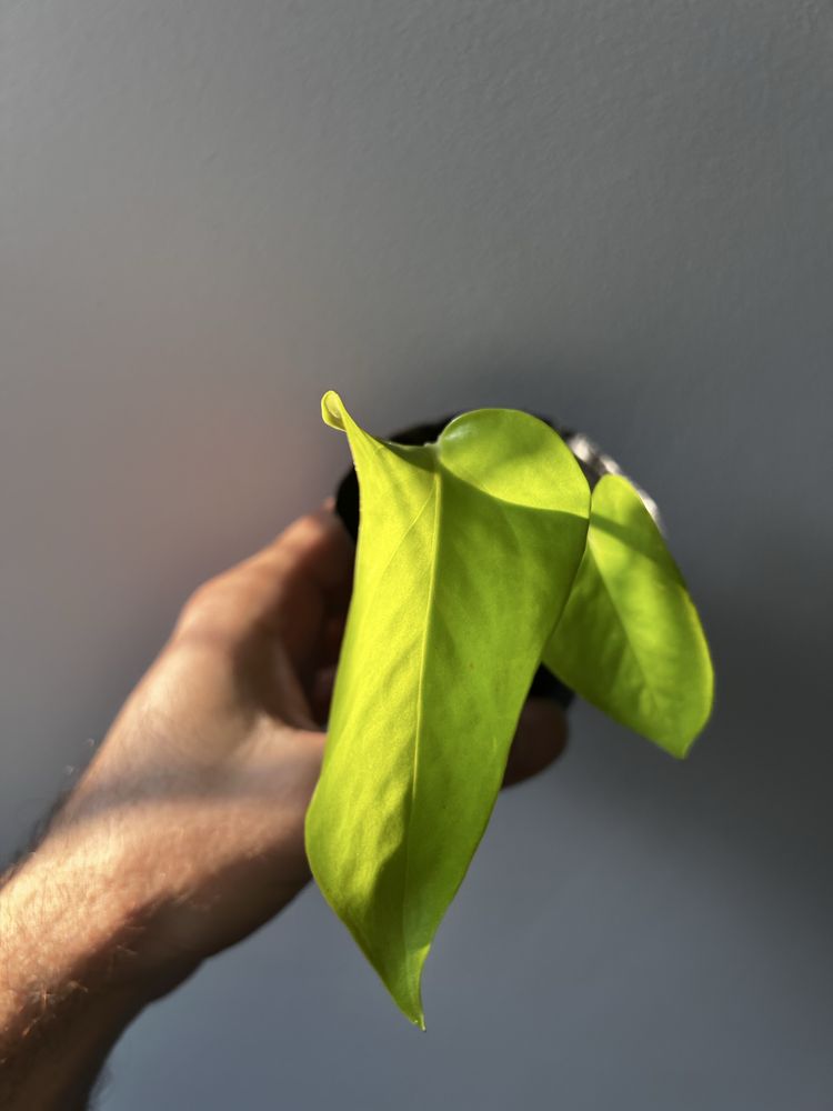 Epipremnum Lemon Lime