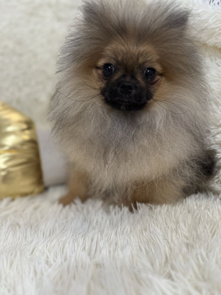 Śliczny chłopczyk miś pomeranian