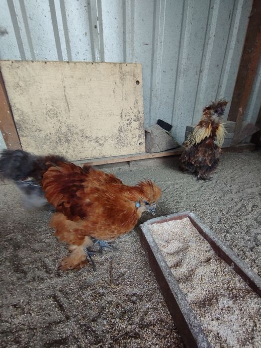 Silki jedwabiste lokowane i satynowe