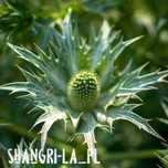 Mikołajek olbrzymi (Eryngium giganteum) - Miss Willmott's Ghost