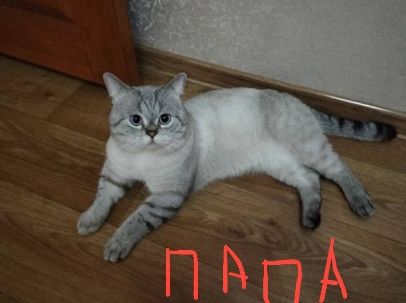 Скоттіш-фолд Шотландські коти