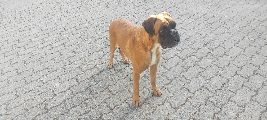 Boxer com lop fêmea