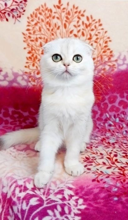 Шотландська Чудо дівчинка красунечка