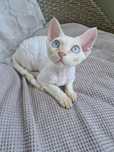 Kot Devon Rex Teodor Kremowy Point
