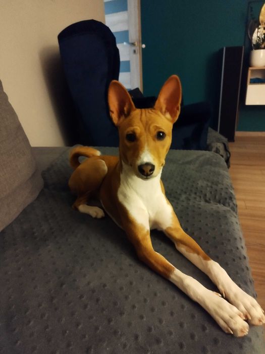 Szczenię Basenji