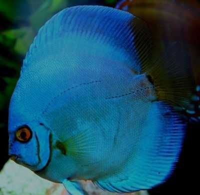 MISIEKZOO Dyskowce  - Paletka Blue Diamont / Rozmiar 5 cm / Różne
