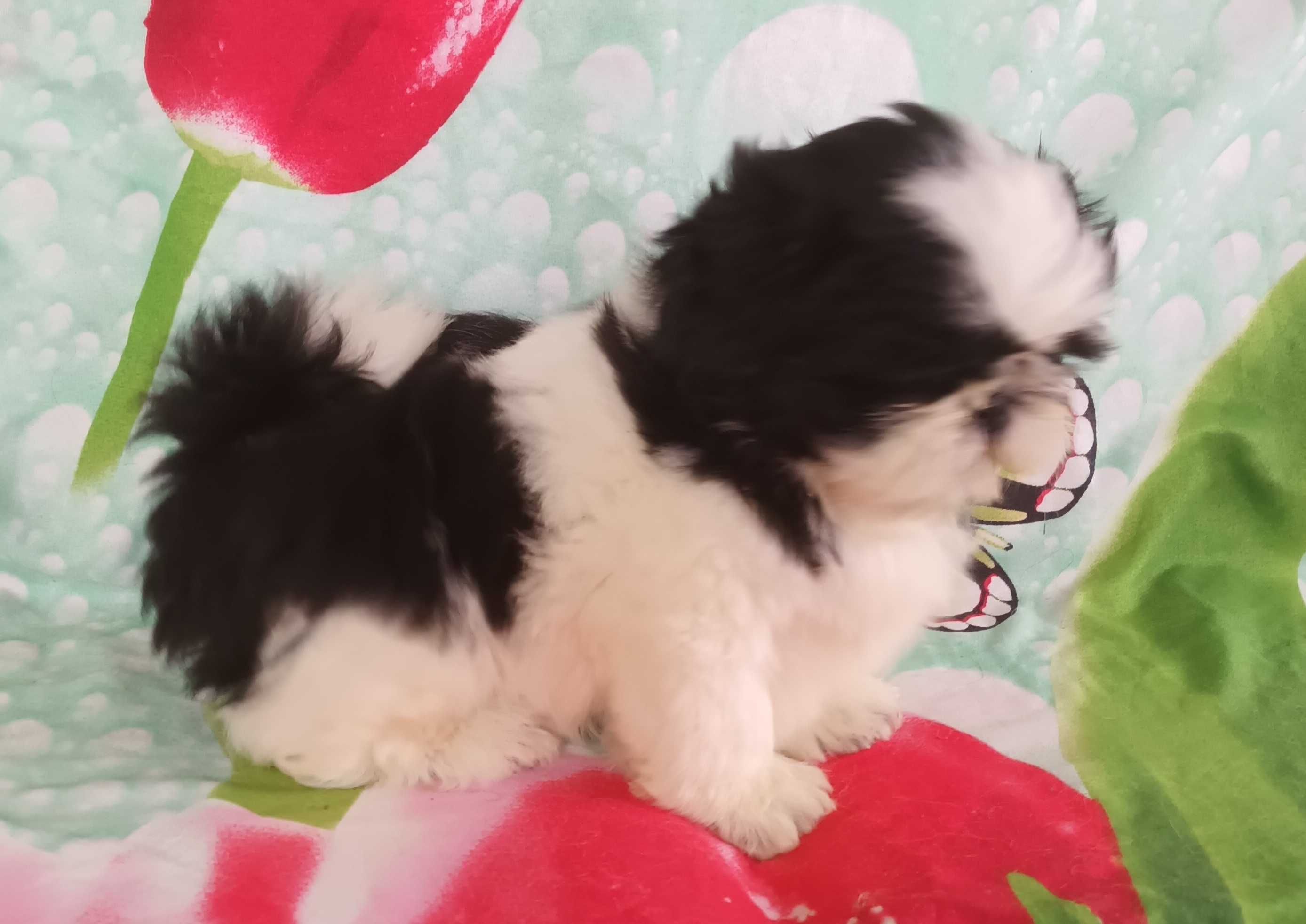 Shih Tzu szczeniaczek z rodowodem  SWKIPR